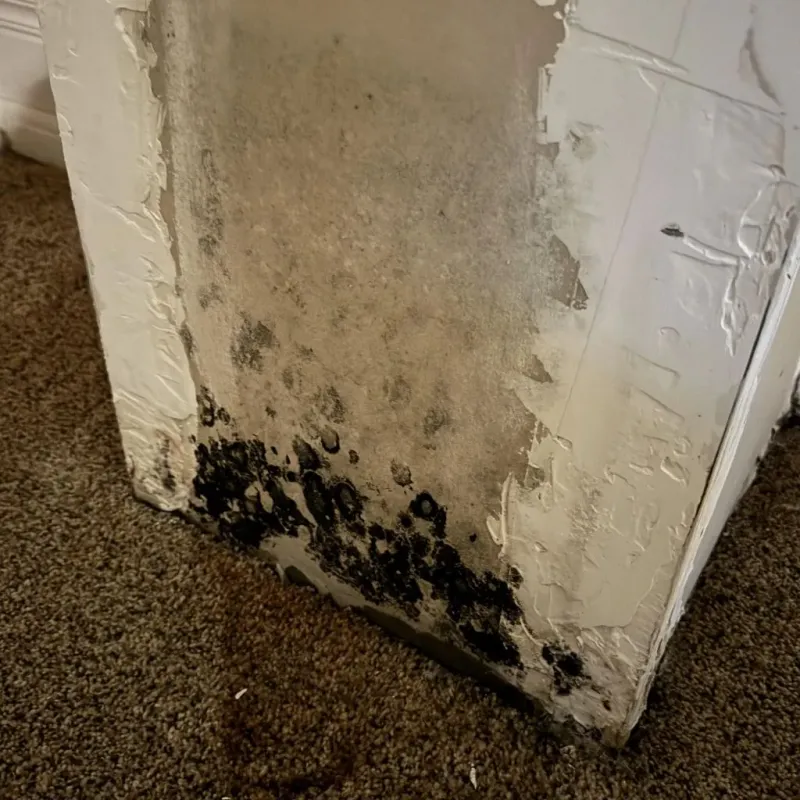 Professional Mold Removal in Wallkill, NY
